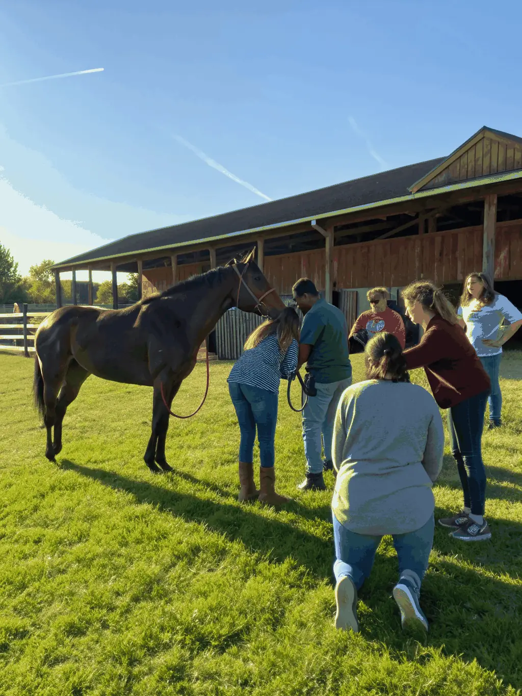 Adult riders participating in a horse care workshop, learning about grooming, feeding, and general equine health.